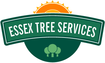 tree surgeons essex